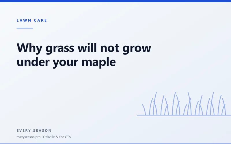 Editorial banner reading 'Why grass will not grow under your maple' with a line-drawn grass motif