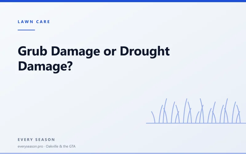 Editorial banner reading 'Grub Damage or Drought Damage' with a line-drawn lawn motif