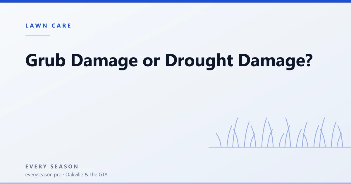 Editorial banner reading 'Grub Damage or Drought Damage' with a line-drawn lawn motif