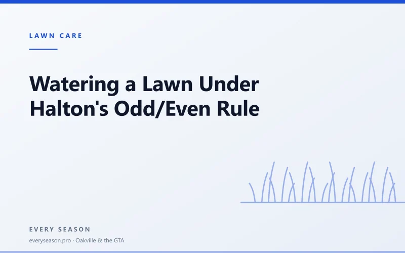 Editorial banner reading 'Watering a Lawn Under Halton's Odd/Even Rule' with a line-drawn lawn motif